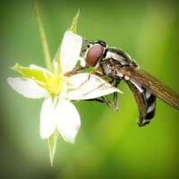 /album/kapor/photolia-a02-jpg/