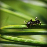/album/kapor/photolia-a05-jpg/