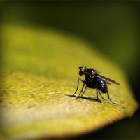 /album/kapor/photolia-a07-jpg/